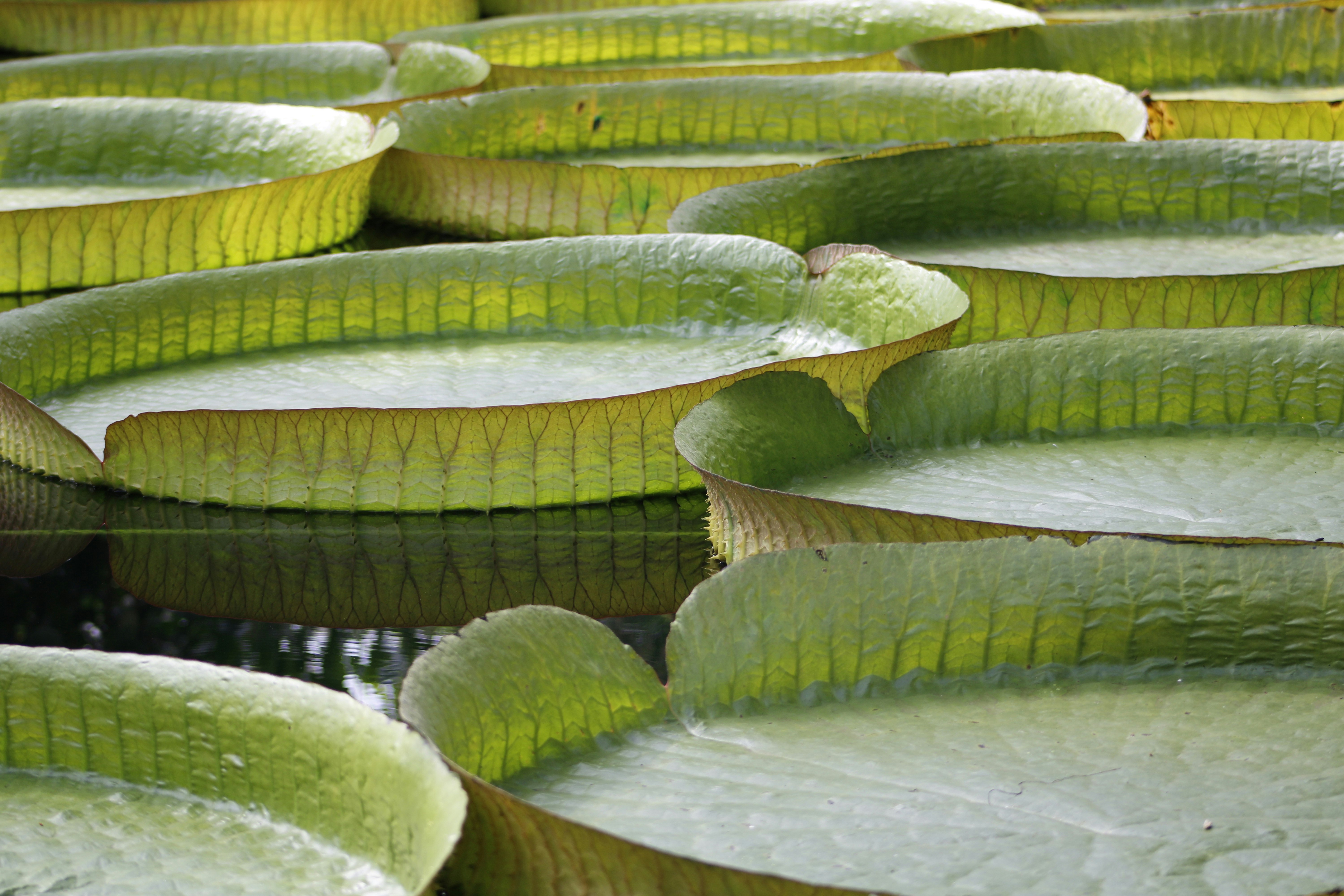 green water lily pads on water